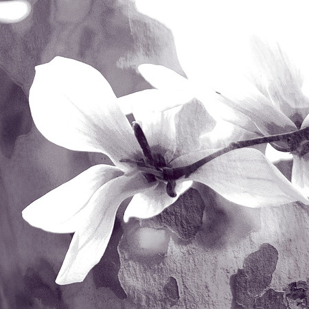 MagnoliaComposite3