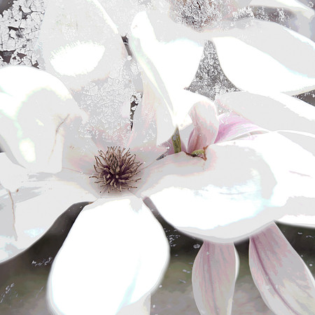 MagnoliaComposite4