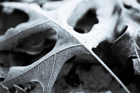 CWR_Nature_FrozenLeaves