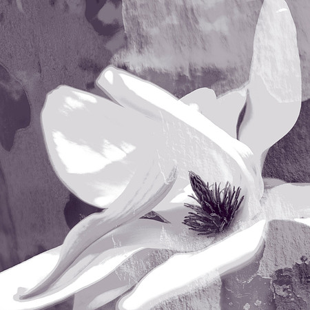 MagnoliaComposite2