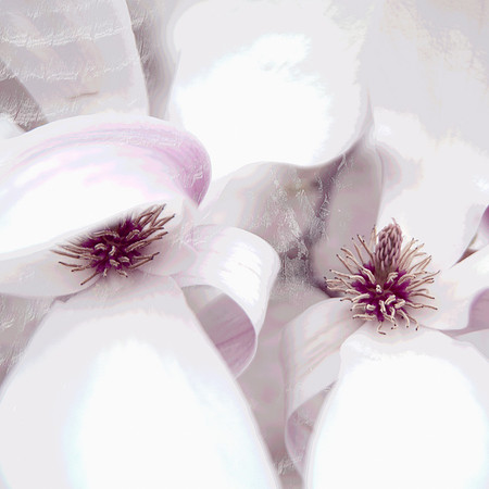 MagnoliaComposite1